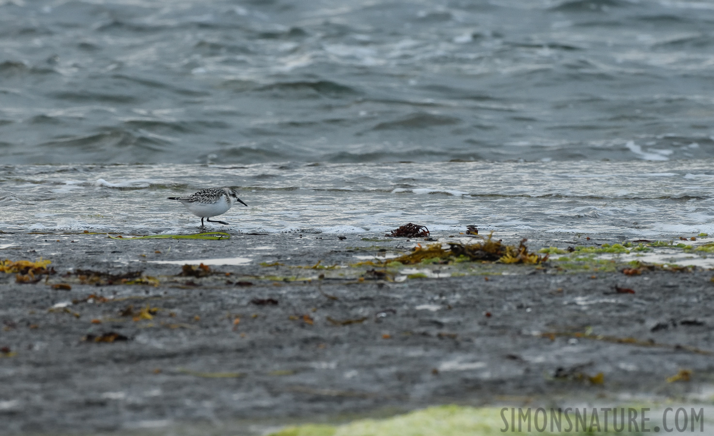 Calidris alba rubida [400 mm, 1/1000 sec at f / 8.0, ISO 1600]